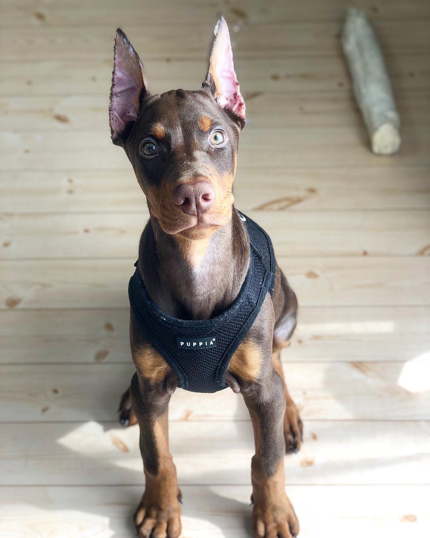 Cooper