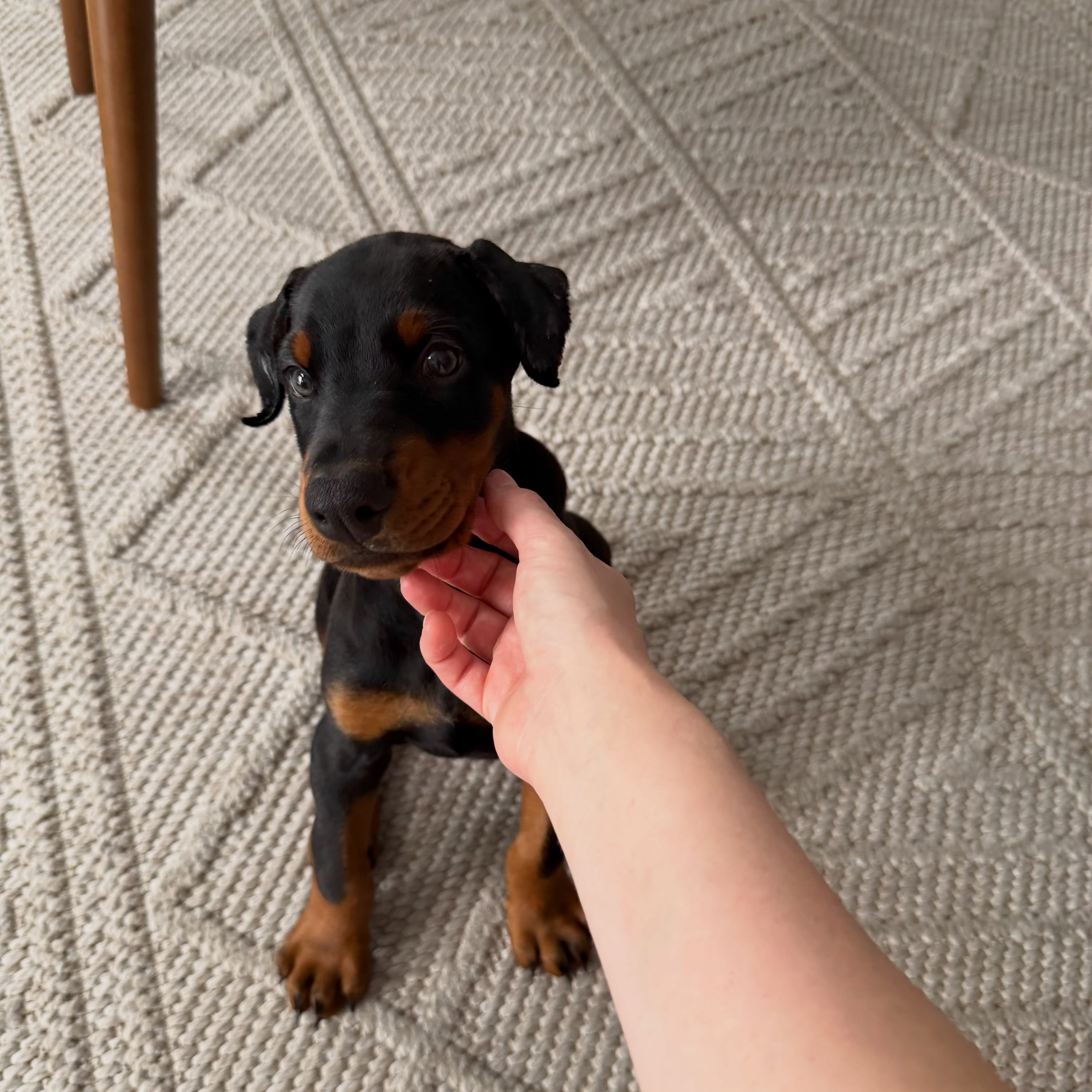 Enzo