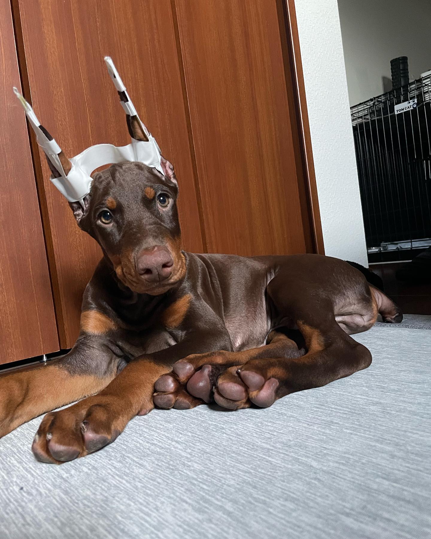 Shaka